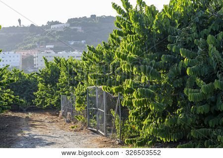 Plantations Of Cherimoya Custard Apple Fruits In Granada-malaga Tropical Coast Subtropical Region, A