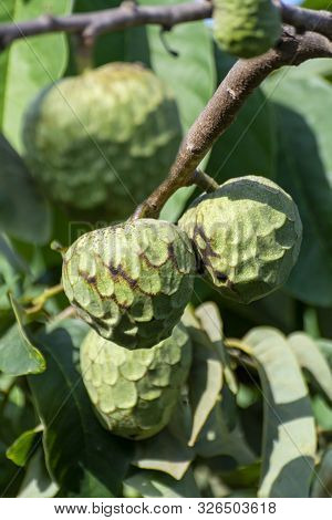 Plantations Of Cherimoya Custard Apple Fruits In Granada-malaga Tropical Coast Subtropical Region, A