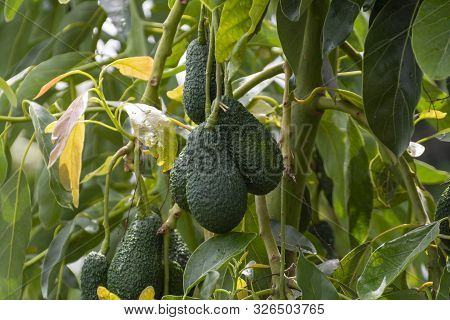 Cultivation Of Tasty Hass Avocado Trees, Organic Avocado Plantations In Costa Tropical, Andalusia, S