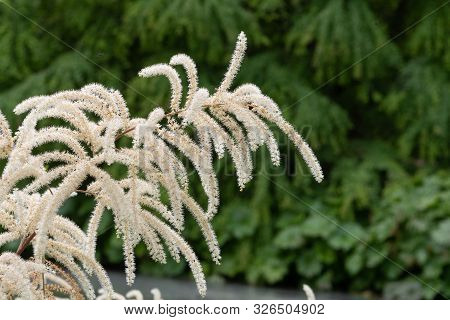 Brides Feathers (aruncus Diocus)