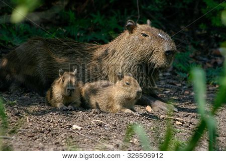 Capybaras, Hydrochoerus Hydrochaeris, In The Pantanal Region Of Brazil. They Are Native To South Ame