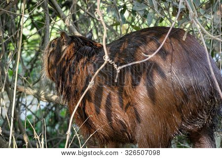 Capybaras, Hydrochoerus Hydrochaeris, In The Pantanal Region Of Brazil. They Are Native To South Ame