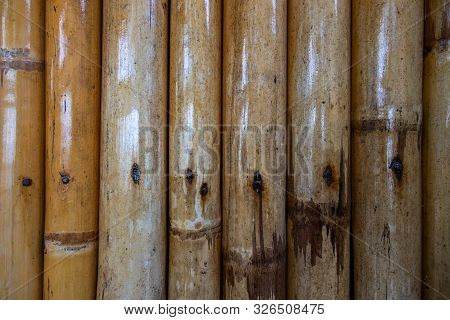 Natural Bamboo Wall Photo Texture. Bamboo Trunk Covered With Varnish. Rustic Hut Of South Asia Const