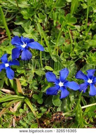 A Group Of Deep Blue Small Spring Gentian With A Heart  In White To Bloom Between Fresh, Green Grass