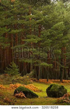 Moisture In The Wild Pine Forest