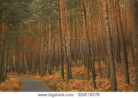 The Road Between The Pine Trees