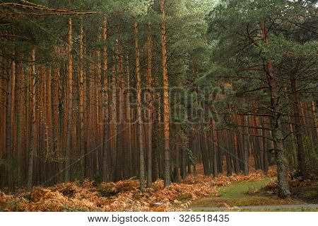 Wild Pines In The Guadarrama Forests