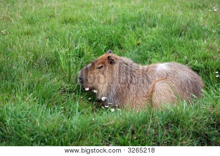 Capibara