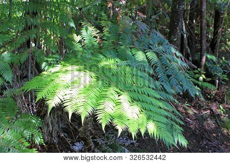 sunlit fern-leaf at the goldie bush walkway