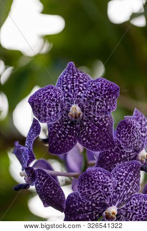Purple Spotted Aranda Orchid Flower Vandaceous Hybrid Blooms