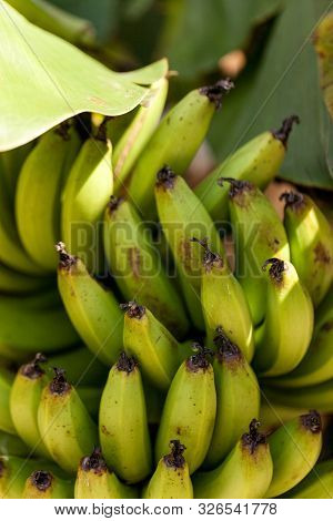 Super Dwarf Cavendish Banana Fruit Musa Acuminate In An Organic Garden