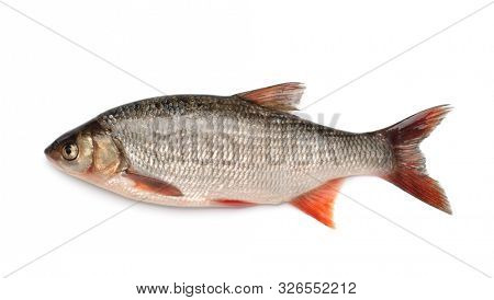 Side view of ide fish isolated on white