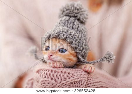 Cute ginger kitten with warm woolen hat prepared for winter. Woman hands holding and protecting adorable small cat  - extreme close up