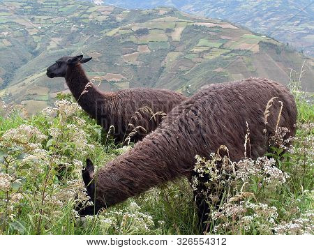 Llamas Between The Flowers, Kuelap, Luya, Amazonas, Peru, South America