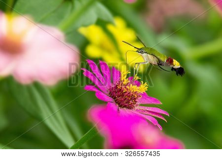 Humming Bird Hamming Bird Butterfly Or Hawk Moth Butter Fly Collecting Flowers