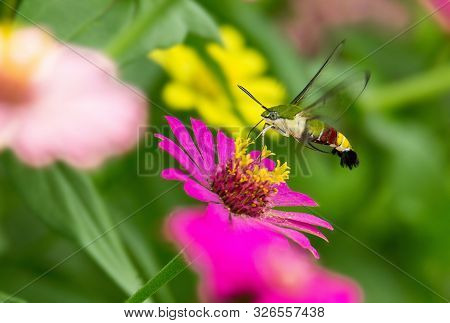 Humming Bird Hamming Bird Butterfly Or Hawk Moth Butter Fly Collecting Flowers