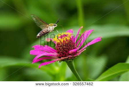 Humming Bird Hamming Bird Butterfly Or Hawk Moth Butter Fly Collecting Flowers