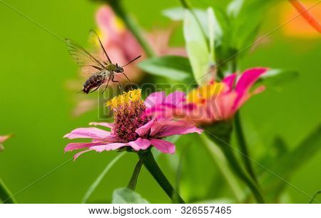 Humming Bird Hamming Bird Butterfly Or Hawk Moth Butter Fly Collecting Flowers