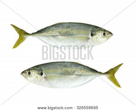 Barebreast Jack Fish Isolated On White Background And Have Clipping.