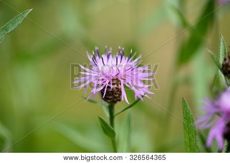 Meadow сornflower (centaurea Jacea) In A Summer Meadow On A Sunny Day Close-up