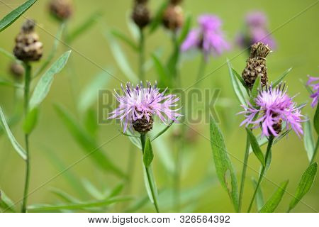 Meadow сornflower (centaurea Jacea) In A Summer Meadow On A Sunny Day Close-up