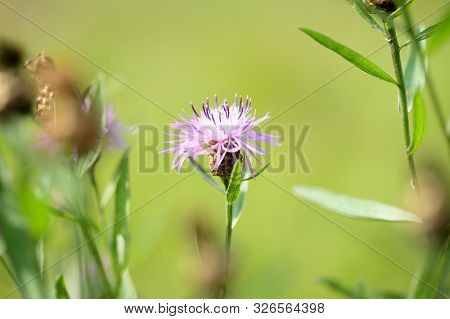 Meadow сornflower (centaurea Jacea) In A Summer Meadow On A Sunny Day Close-up