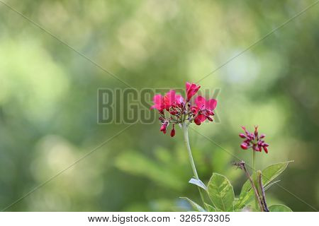 Jatropha Integerrima Jacq , The Bright Red Flowers In The Park.