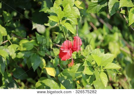 Close Up Of Red Hibiscus Rosa-sinensis. Beautiful Summer Flower In Garden .hibicus Tropical Flower I