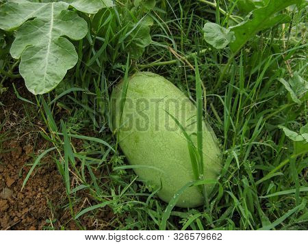 Big Green Watermelon On Field. Ripe Watermelon In The Garden. Closeup Of A Watermelon Grows In The F