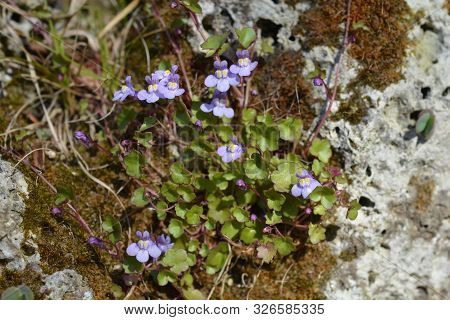 Kenilworth Ivy Small Flowers - Latin Name - Cymbalaria Muralis