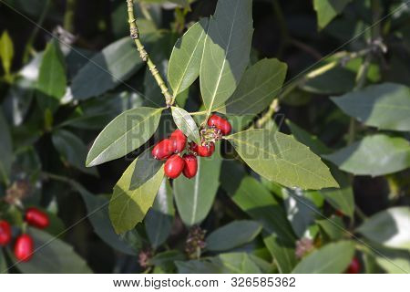Japanese Laurel Red Berries - Latin Name - Aucuba Japonica