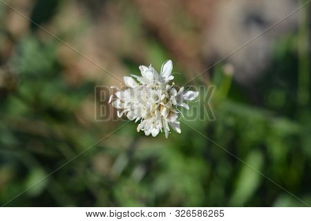 White Scabious Flower - Latin Name - Cephalaria Leucantha