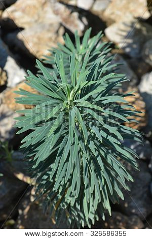 Wulfens Spurge - Latin Name - Euphorbia Characias Subsp. Wulfenii
