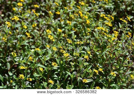 Mexican Creeping Zinnia Yellow Flowers - Latin Name - Sanvitalia Procumbens