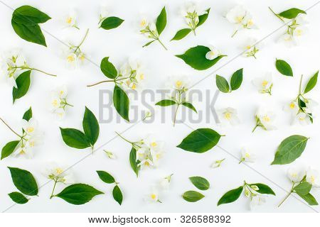 Jasmine Flowers Pattern Top View, Flat Lay