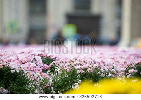 Sea Of Flowers In Moscow On Red Square