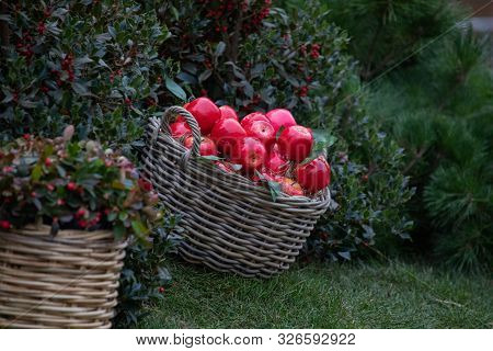 A Large Basket Of Red Apples At The Fair In Moscow On Red Square