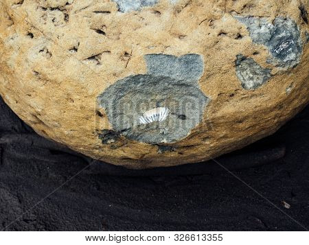 The Remains Of Extinct Crustaceans Ammonites. Traces Of Shell In The Rock
