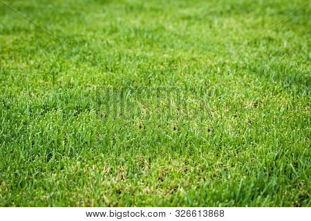 Closeup Of Fresh Bright Green Grass On The Lawn