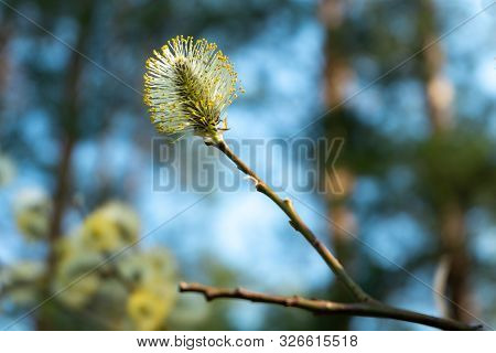 Goat Willow Catkins, Aka The Pussy Willow Or Great Sallow.