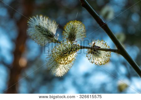 Goat Willow Catkins, Aka The Pussy Willow Or Great Sallow.