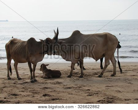 Holy Indian Cows Resting On The Sea Beach In North Goa. Cow Stands On The Sand.