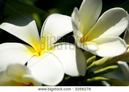 Flor