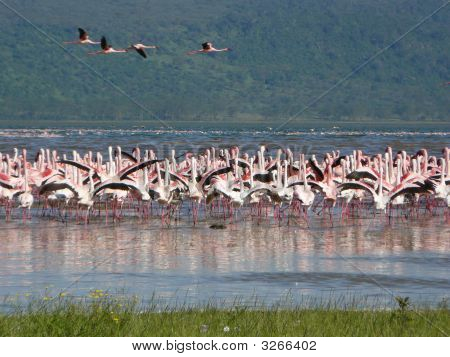 Flamingo
