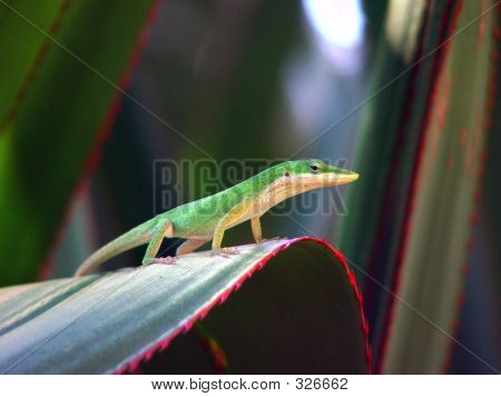 Anole2