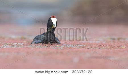 One Red Knobbed Coot Bringing A Small Fish For Chicks At Its Nest
