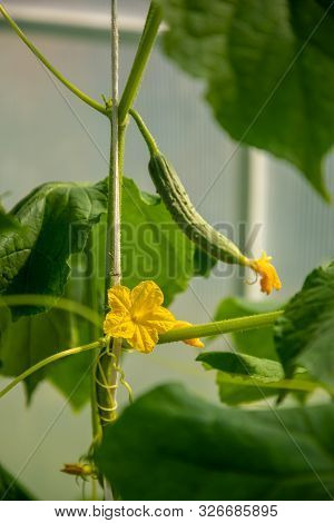 Close-up Shot Of Cucamber Flower And Vegetables In Private Greenhouse, Russia