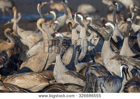 Common Crane In Birds Natural Habitats. Resting Place For 500 Million Birds. Flocks Of Migrating Bir