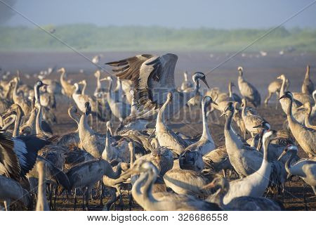 Common Crane In Birds Natural Habitats. Flocks Of Migrating Birds In Nature Reserve. Birds Travellin