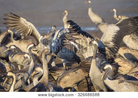 Common Crane In Birds Natural Habitats, Hula Valley In Israel, A Resting Place For Millions Birds. B